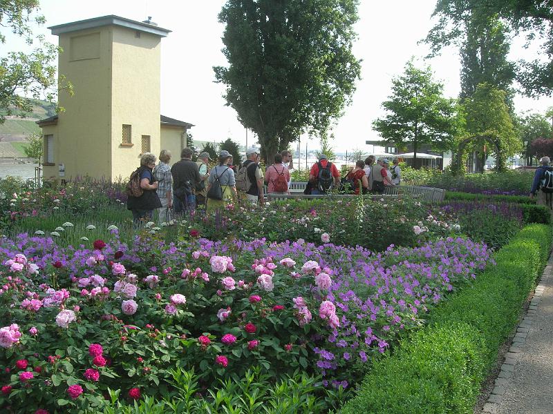 2009-05-Ausflug-Bacharach 022.jpg - Mitten durch den Rosengarten